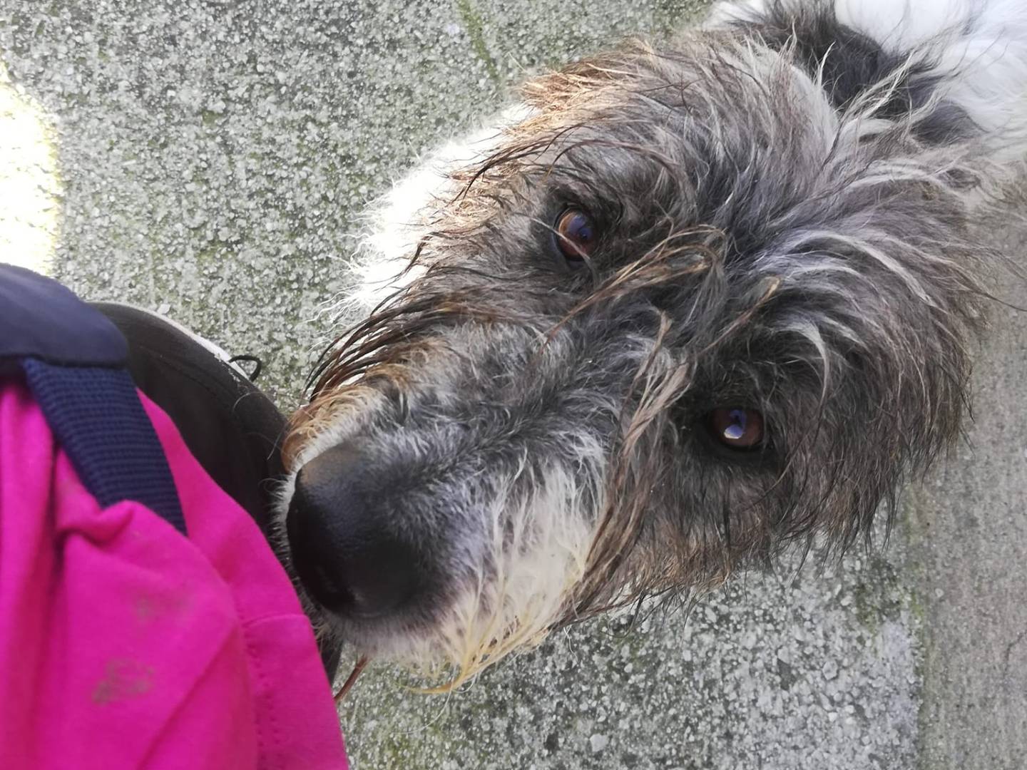 Adotta il cane BUDDY BIG   a Caserta