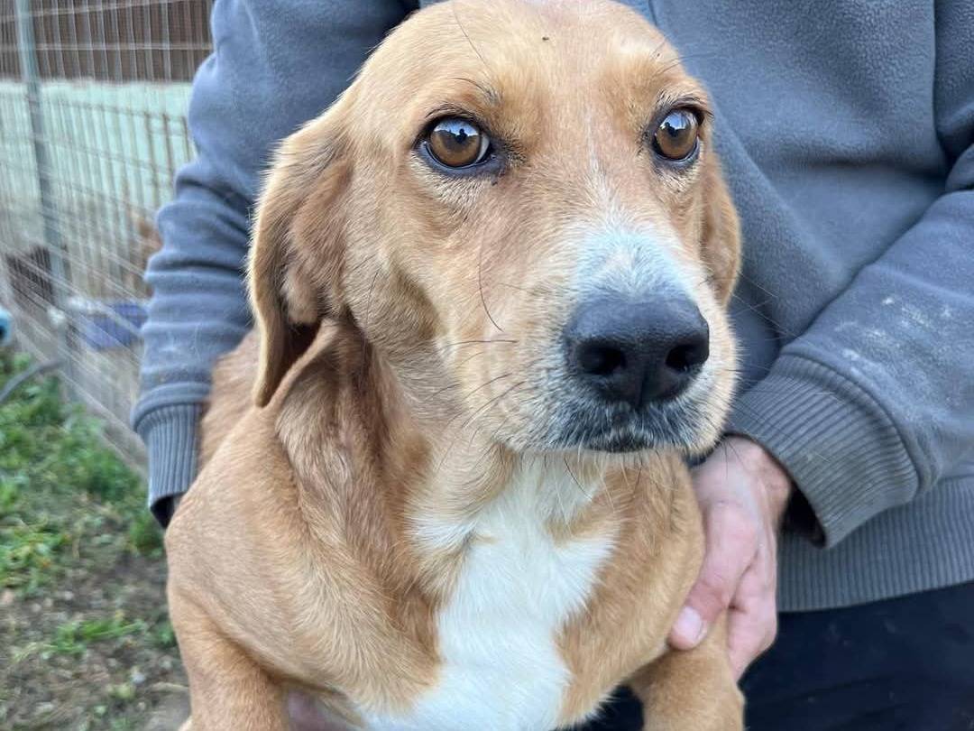 Adotta un cane, maschio, 4 anni  e 10 mesi , Caltanissetta