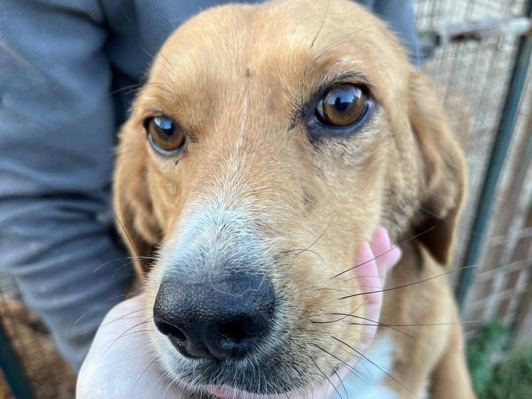 Adotta un cane, taglia piccola, maschio, Caltanissetta