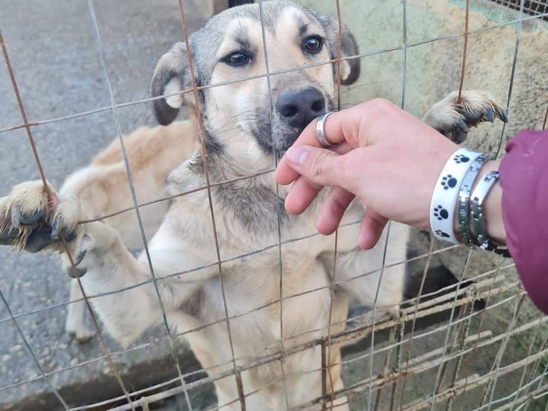 Adozione cane, femmina, Razza sconosciuta Razza sconosciuta, 1 anno e 9 mesi , taglia media, Trapani
