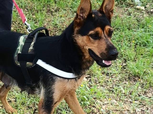Adozione cane, femmina, Pastore tedesco Razza sconosciuta, 1 anno e 10 mesi , taglia media contenuta, Taranto