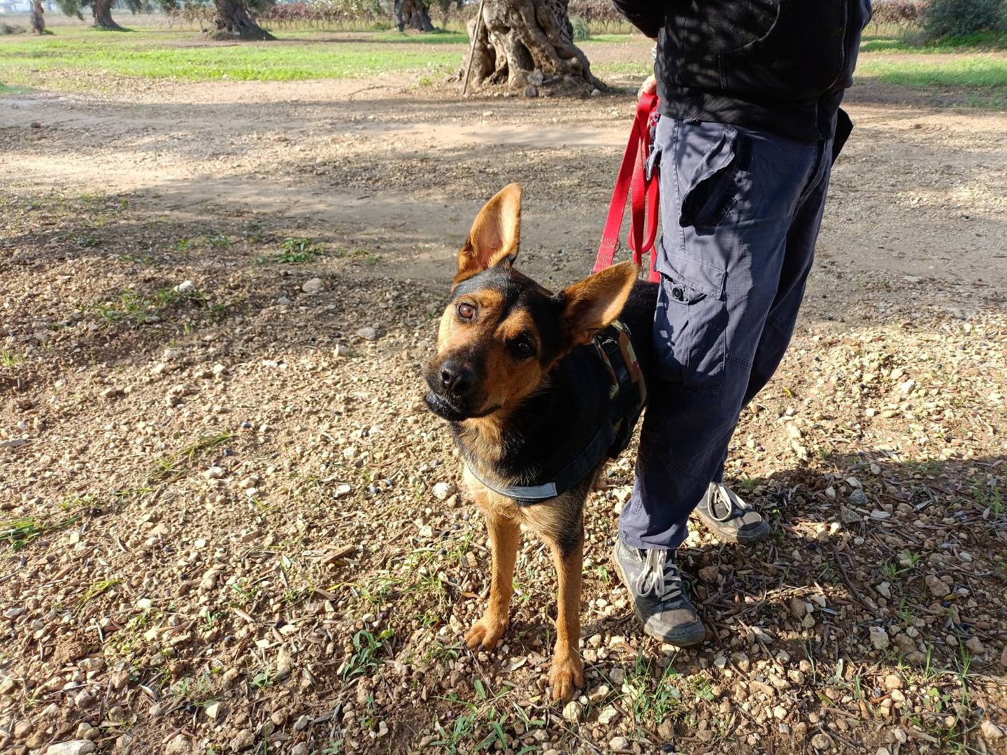 Adotta un cane, taglia media contenuta, femmina, Taranto