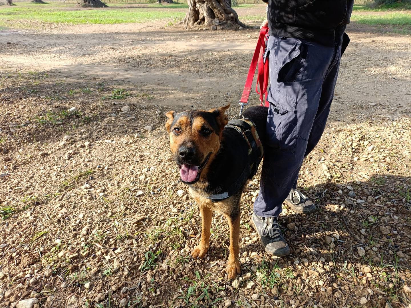 Vuoi adottare un cane a Taranto?