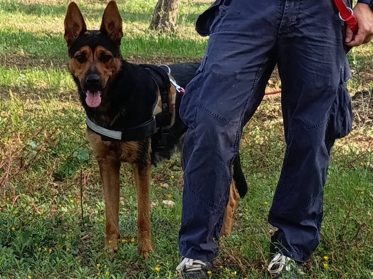 Adotta un cane, femmina, 1 anno e 10 mesi , Taranto