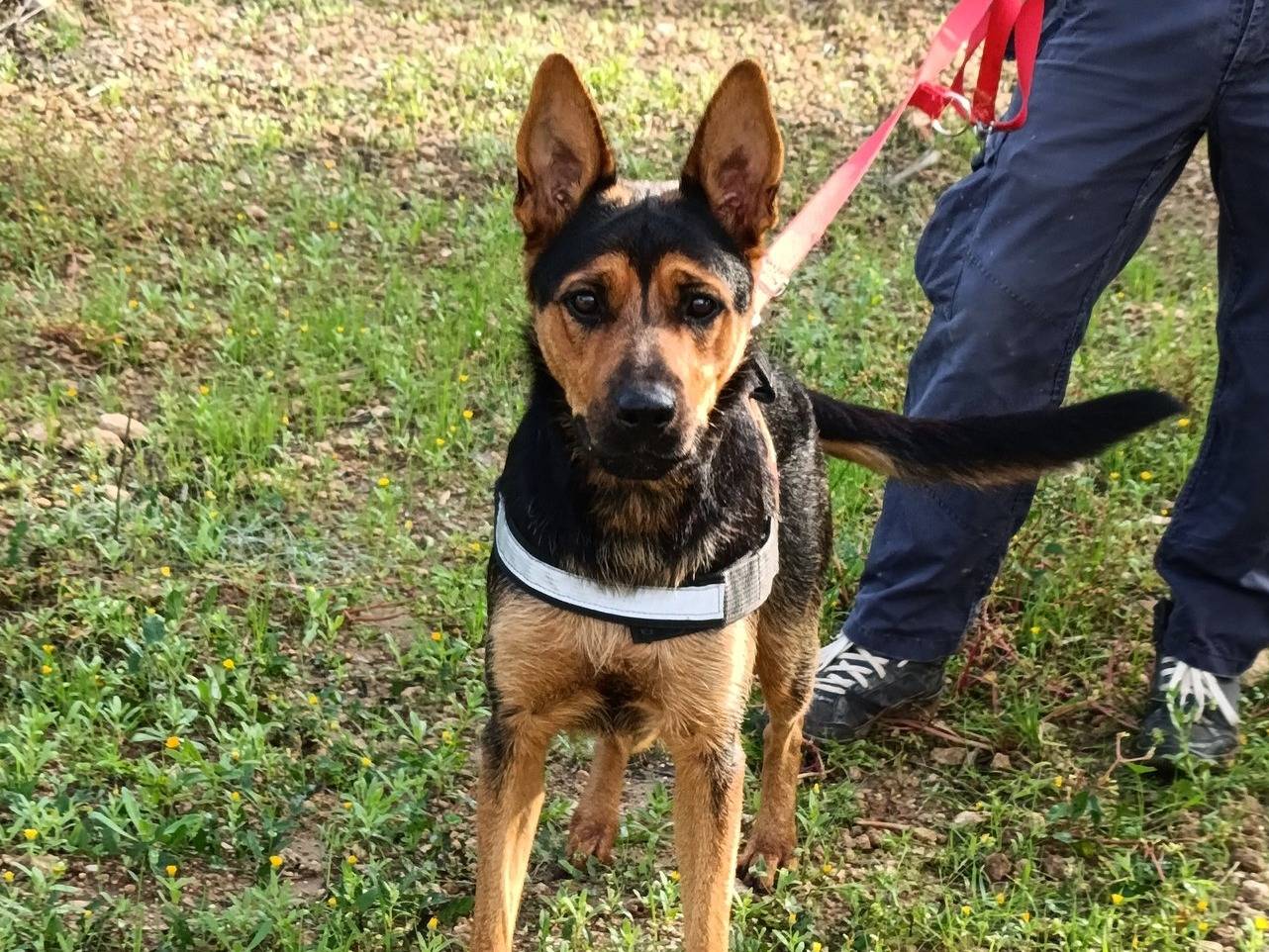 Adotta il cane Sasha a Taranto