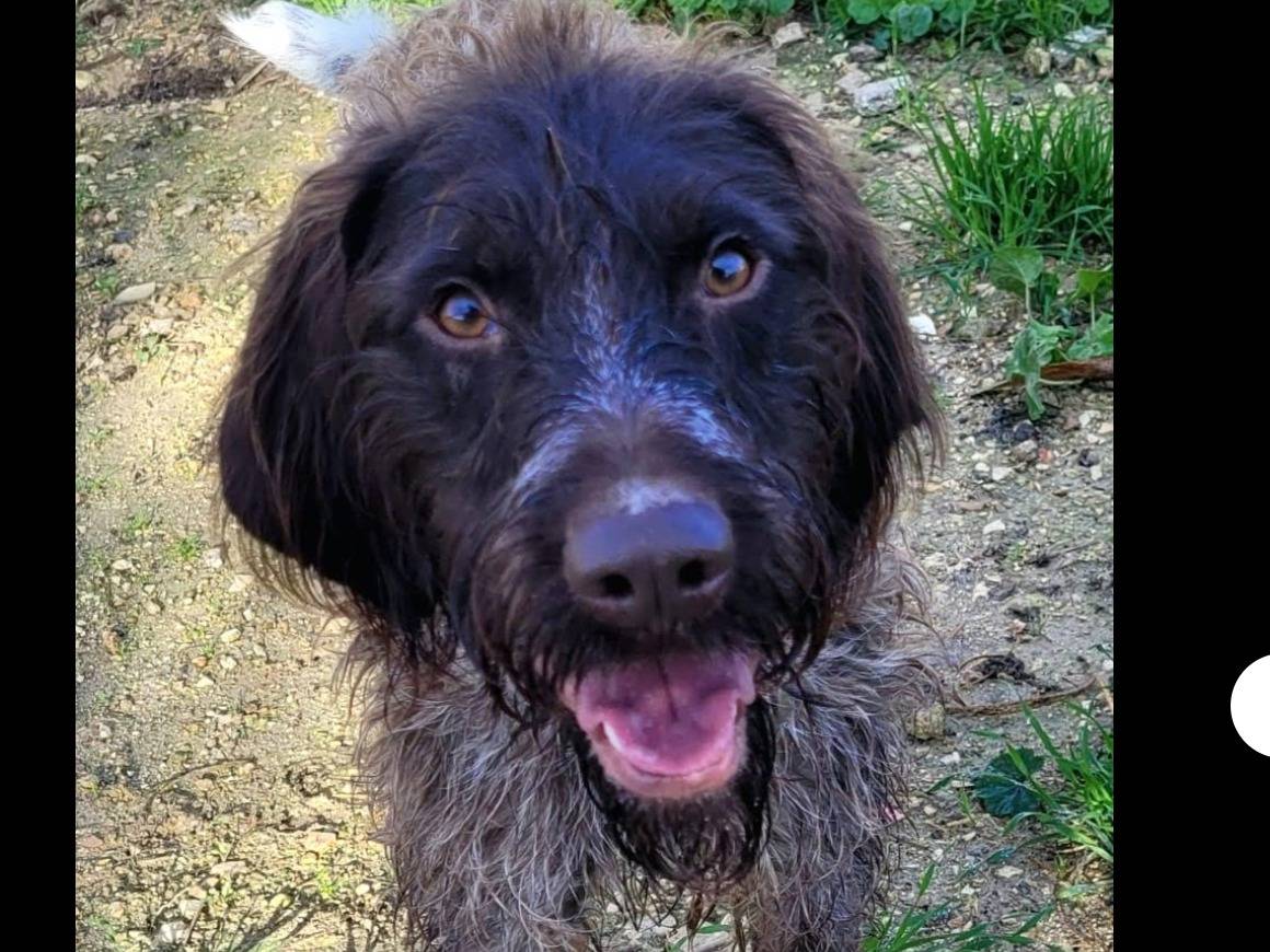 Adotta un cane, maschio, 4 anni  e 7 mesi , Taranto