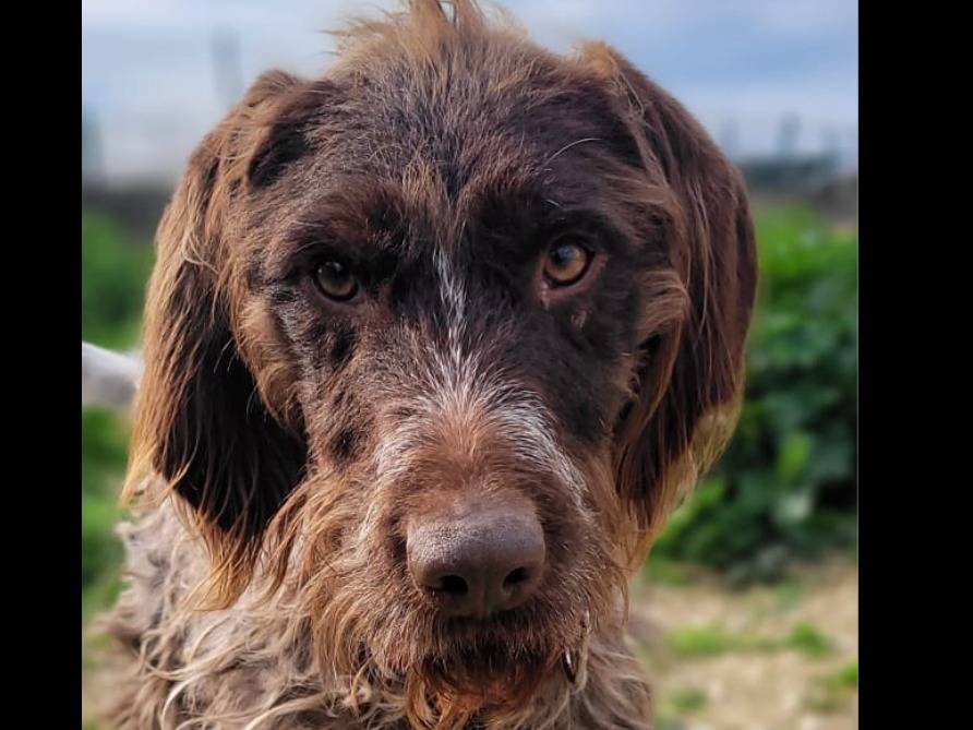 Vuoi adottare un cane a Taranto?