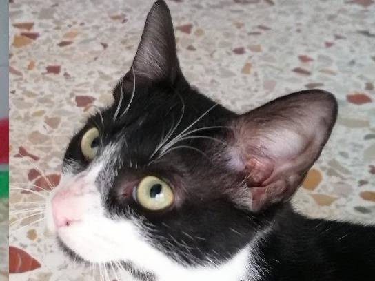 Adotta un gatto, maschio, 1 anno e 1 mese, Trapani