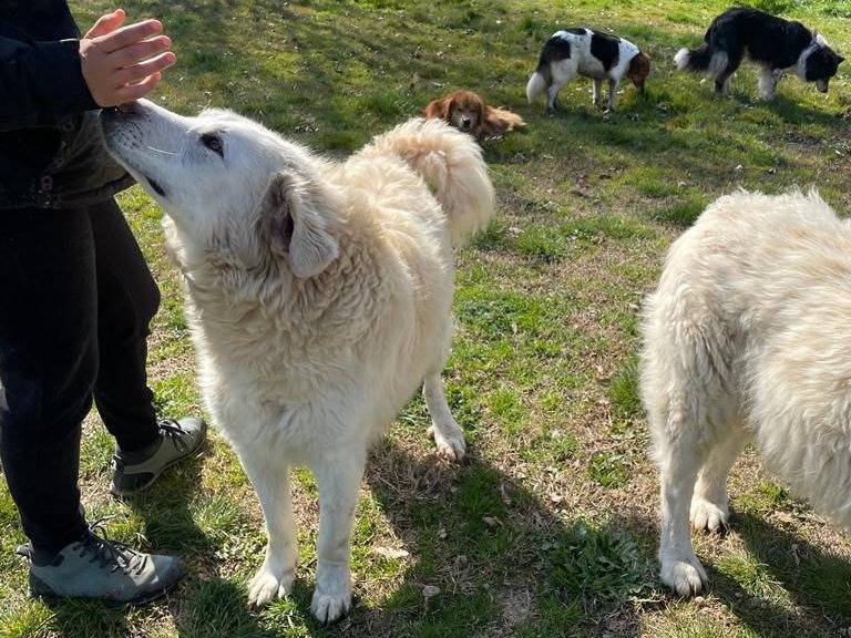 Foto dell'animale