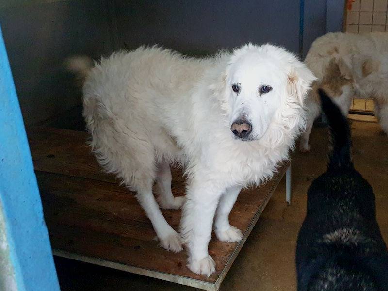 Adotta un cane, femmina, 9 anni  e 6 mesi , Frosinone