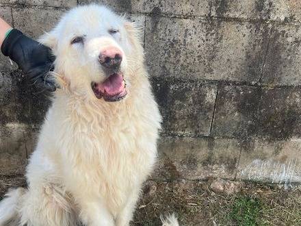 Adotta un cane, taglia grande, femmina, Frosinone
