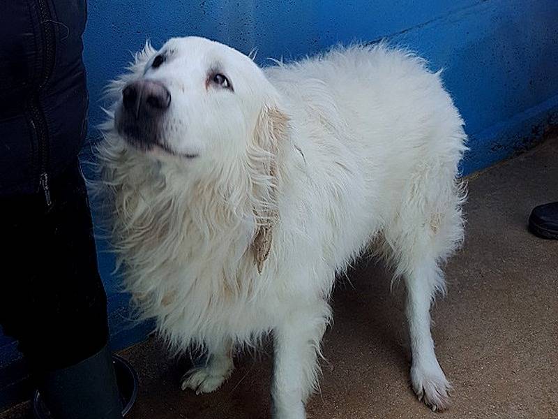 Adozione cane, maschio, Pastore maremmano Razza sconosciuta, 9 anni  e 2 mesi , taglia grande, Frosinone