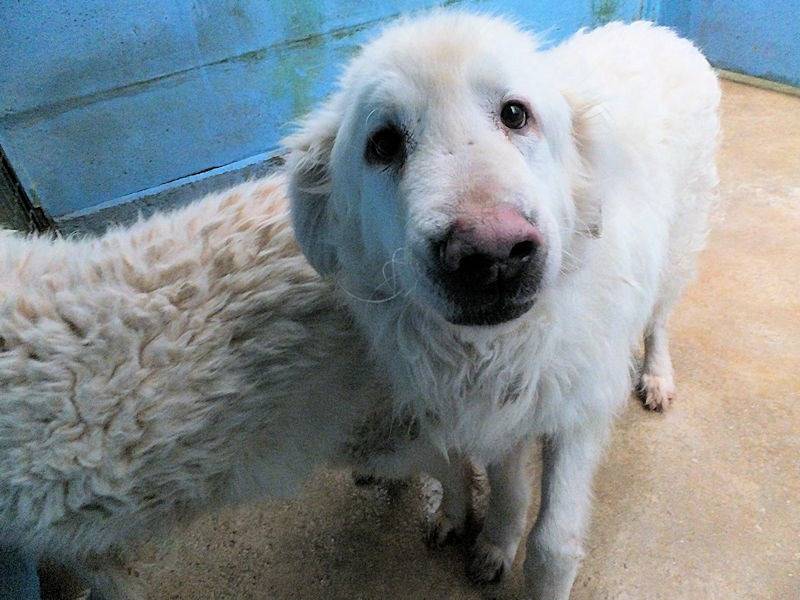 Adotta un cane, maschio, 9 anni  e 2 mesi , Frosinone
