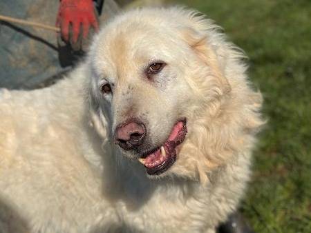 Adotta un cane, taglia grande, maschio, Frosinone