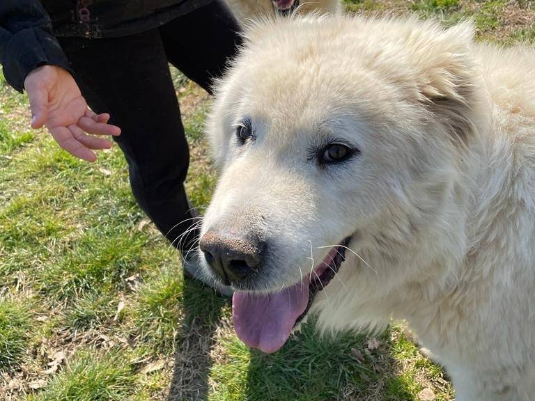 Vuoi adottare un cane a Frosinone?