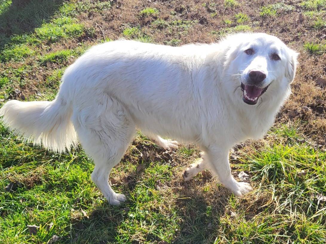 Adotta un cane, taglia grande, femmina, Milano