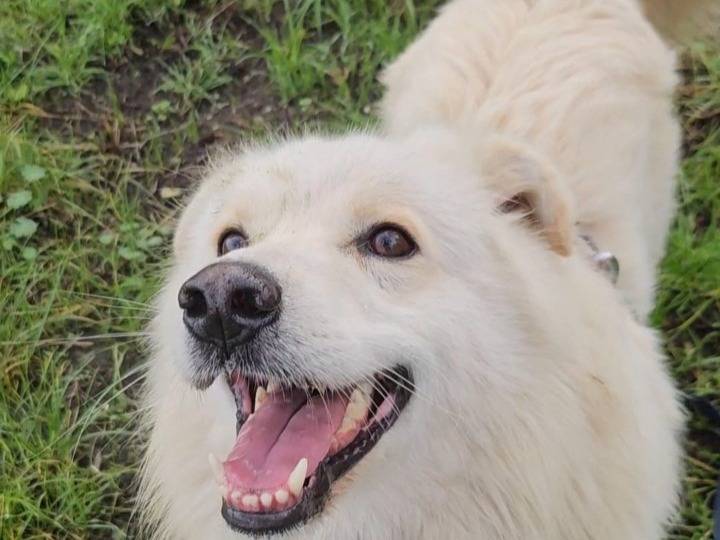 Adotta un cane, maschio, 2 anni  e 1 mese, Novara
