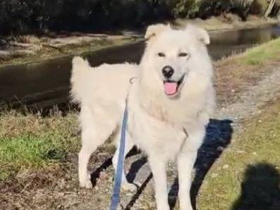 Adotta un cane, taglia media, maschio, Novara
