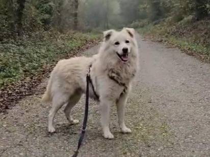 Vuoi adottare un cane a Novara?