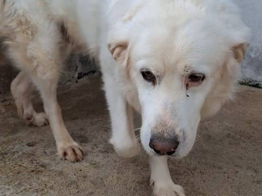 Adotta un cane, maschio, 4 anni  e 9 mesi , Crotone