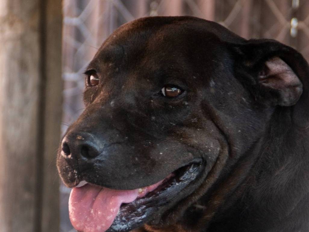 Foto dell'animale
