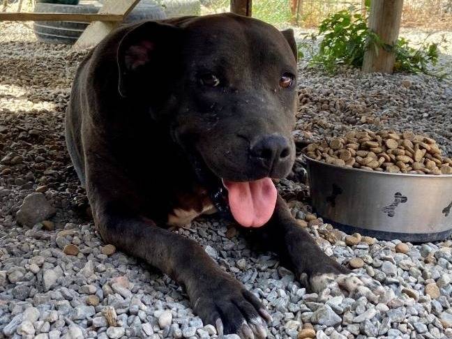 Adotta un cane, taglia media, femmina, Crotone