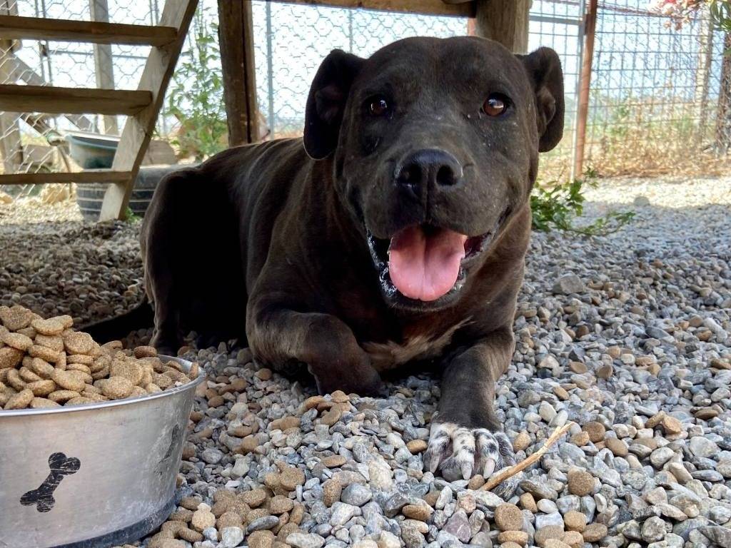 Vuoi adottare un cane a Crotone?