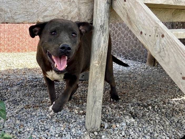 Adotta il cane SILVIA a Crotone