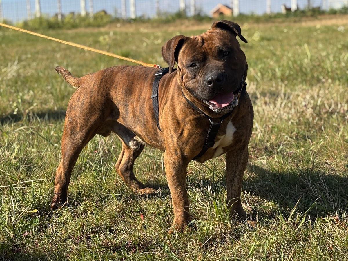 Adotta un cane, maschio, 1 anno e 11 mesi , Latina