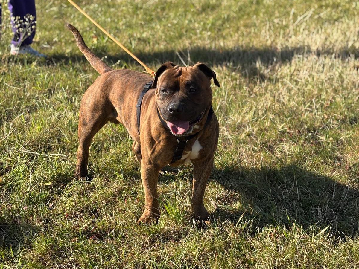 Adotta un cane, taglia grande, maschio, Latina