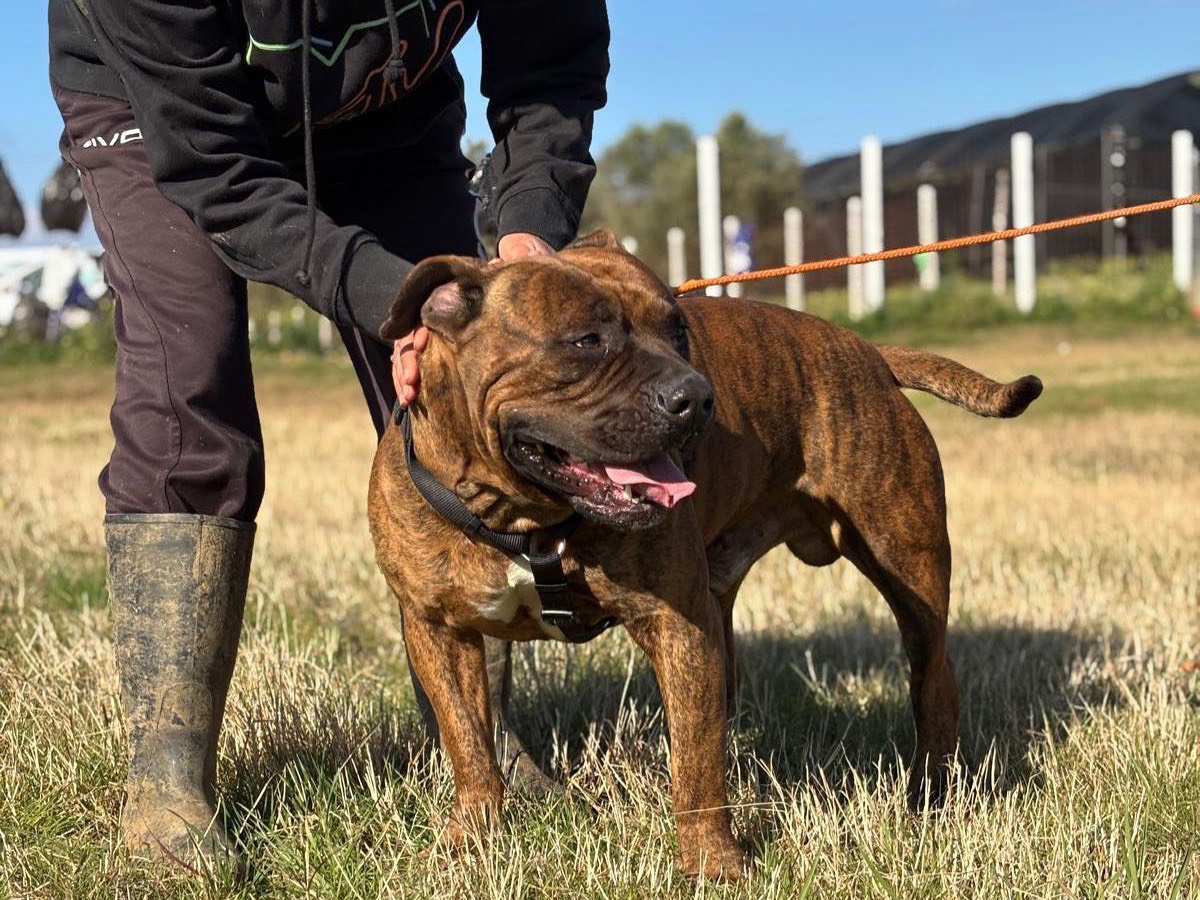 Vuoi adottare un cane a Latina?