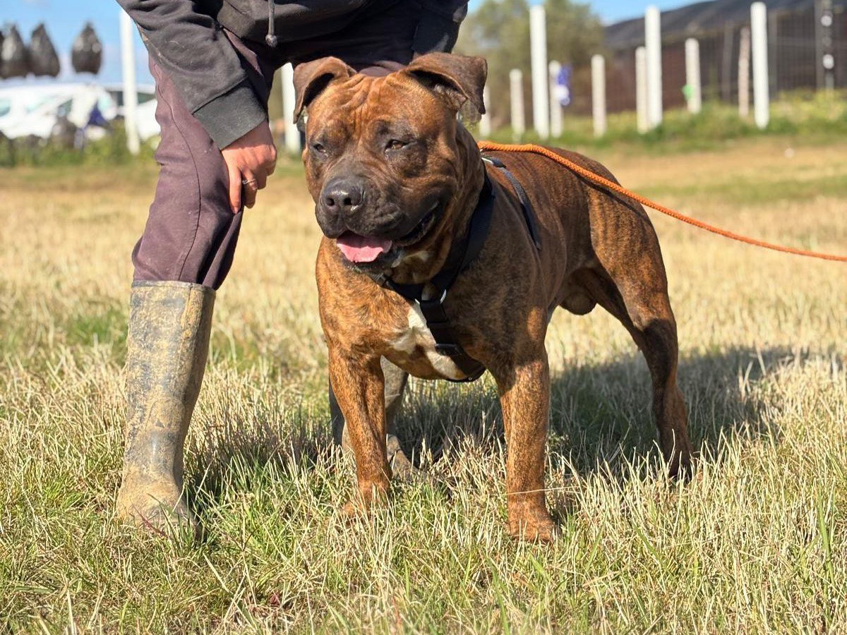 Adotta il cane TYSON a Latina