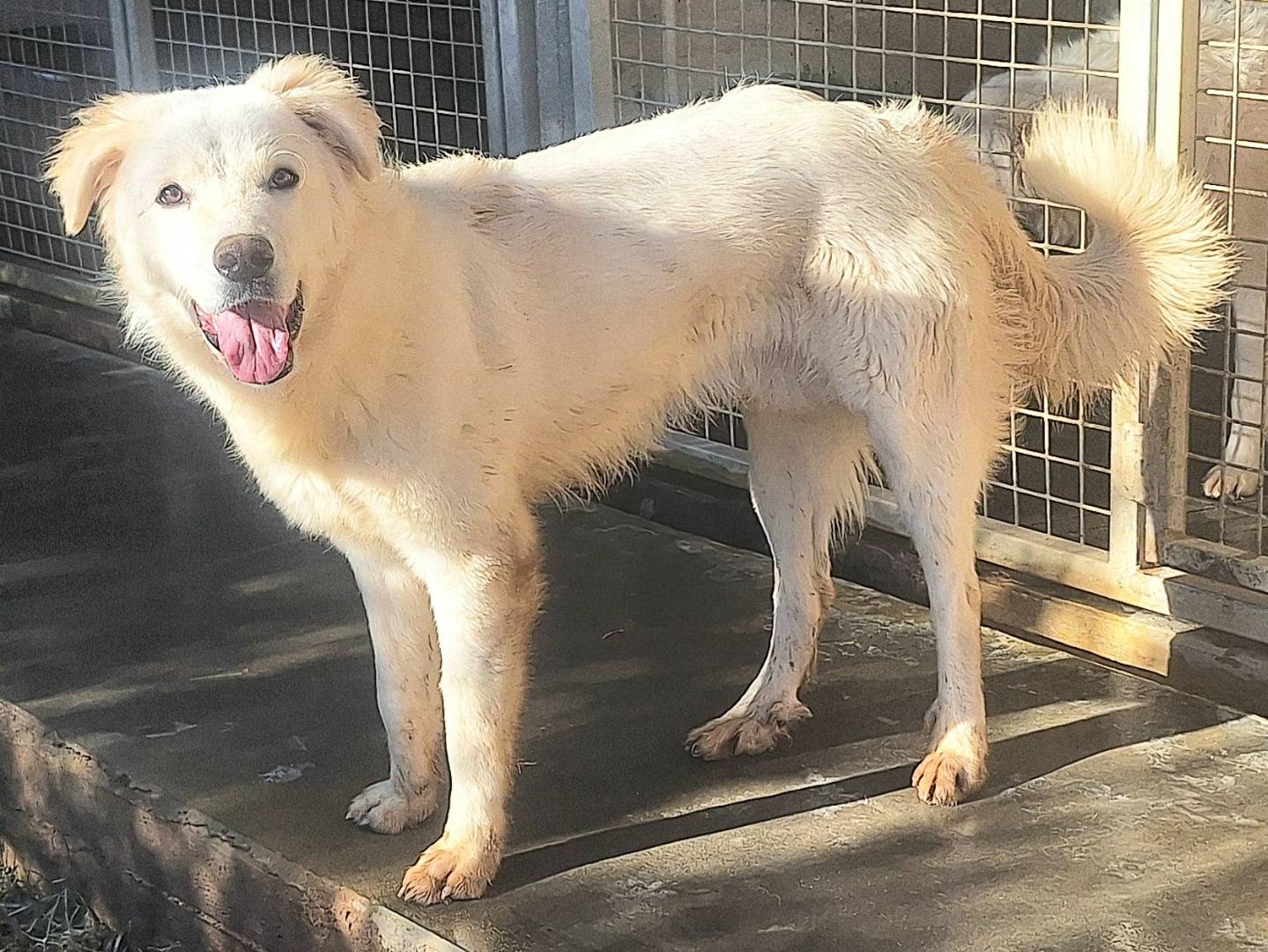 Adotta un cane, maschio, 1 anno e 3 mesi , Teramo