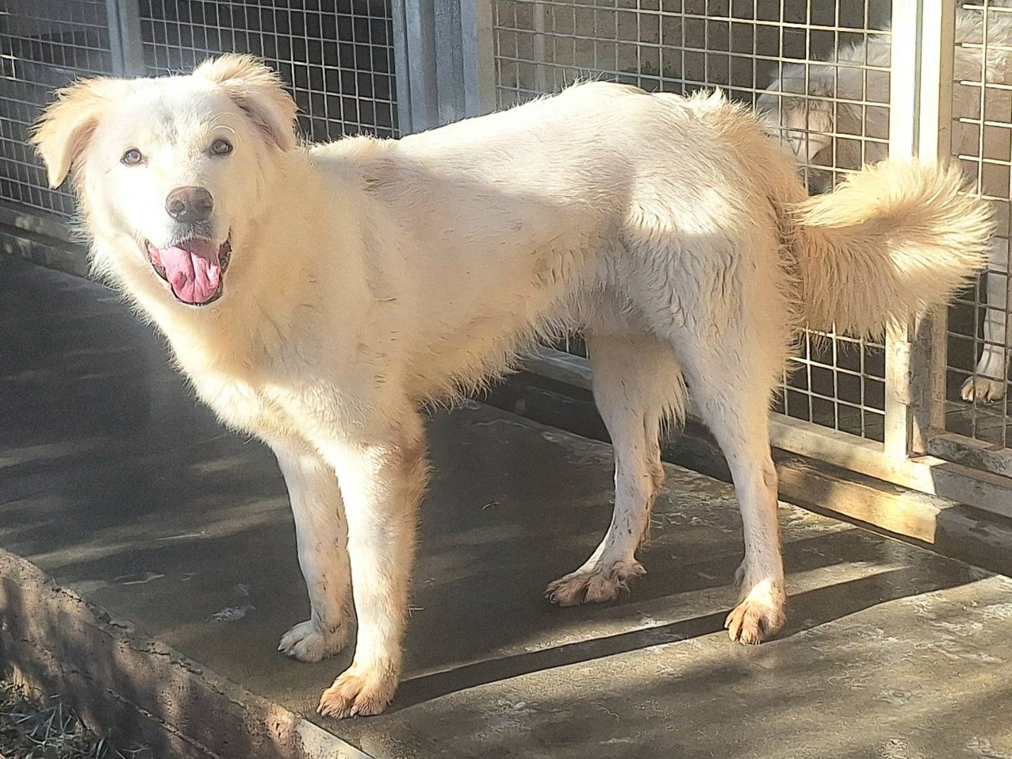Adotta un cane, taglia media, maschio, Teramo