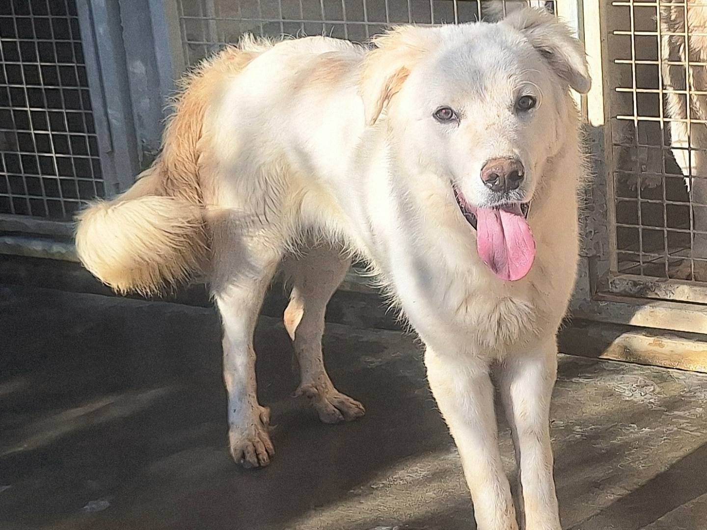 Adotta il cane Quasimodo a Teramo
