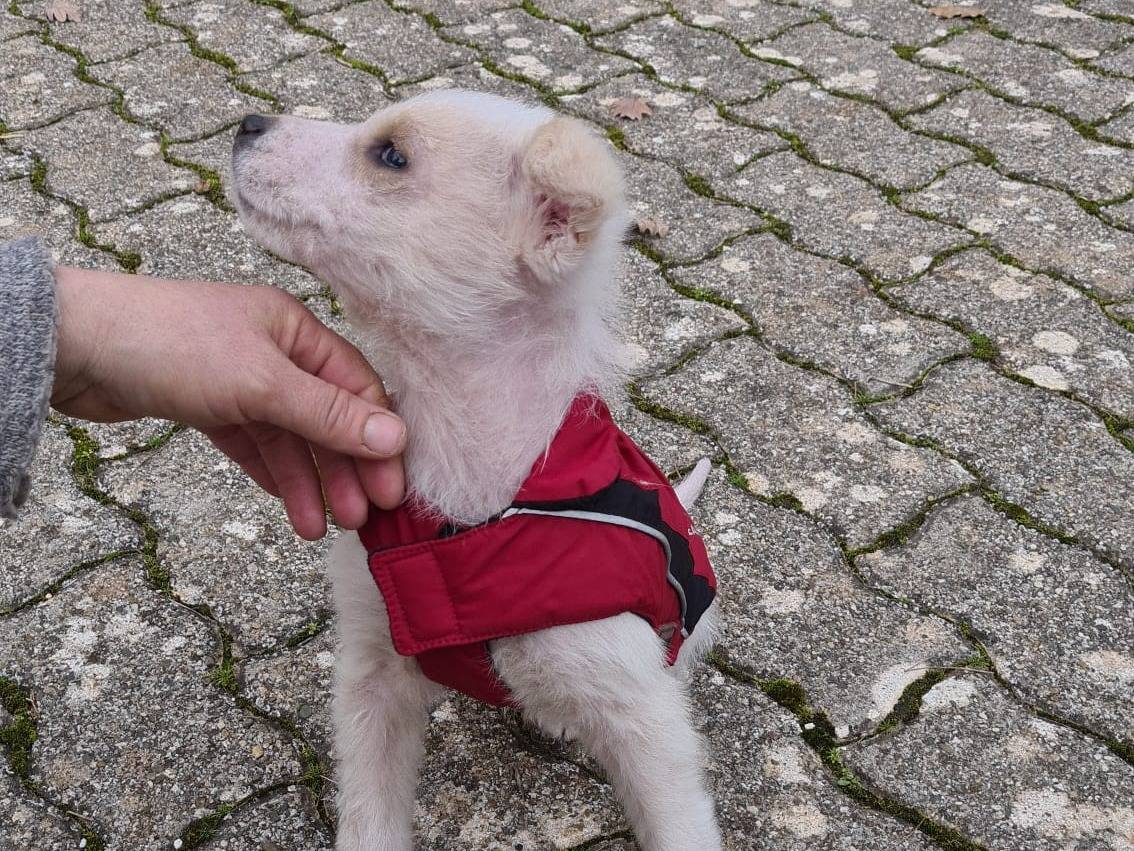 Adotta un cane, taglia media contenuta, femmina, Bari