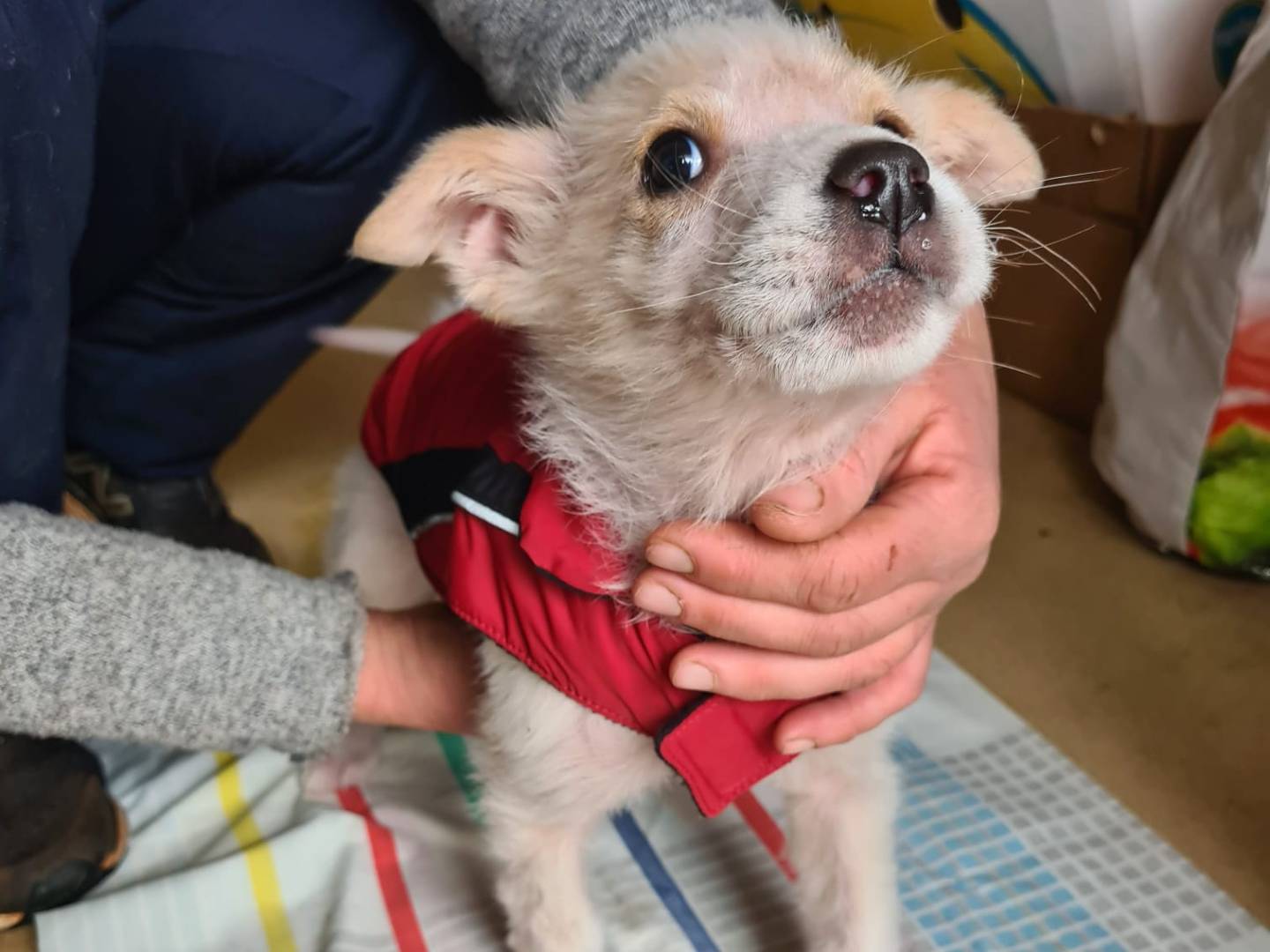 Vuoi adottare un cane a Bari?