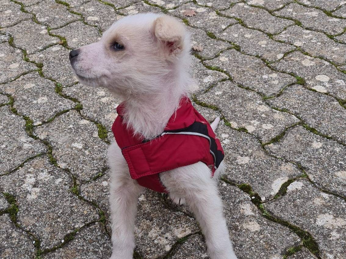 Adotta il cane Champagne  a Bari
