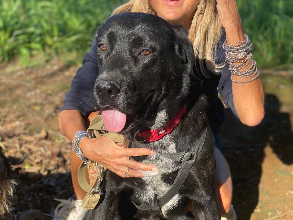 Adotta un cane, maschio, 2 anni  e 2 mesi , Como