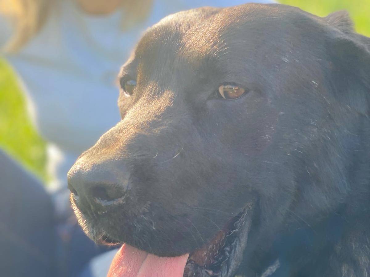 Adotta un cane, taglia grande, maschio, Como