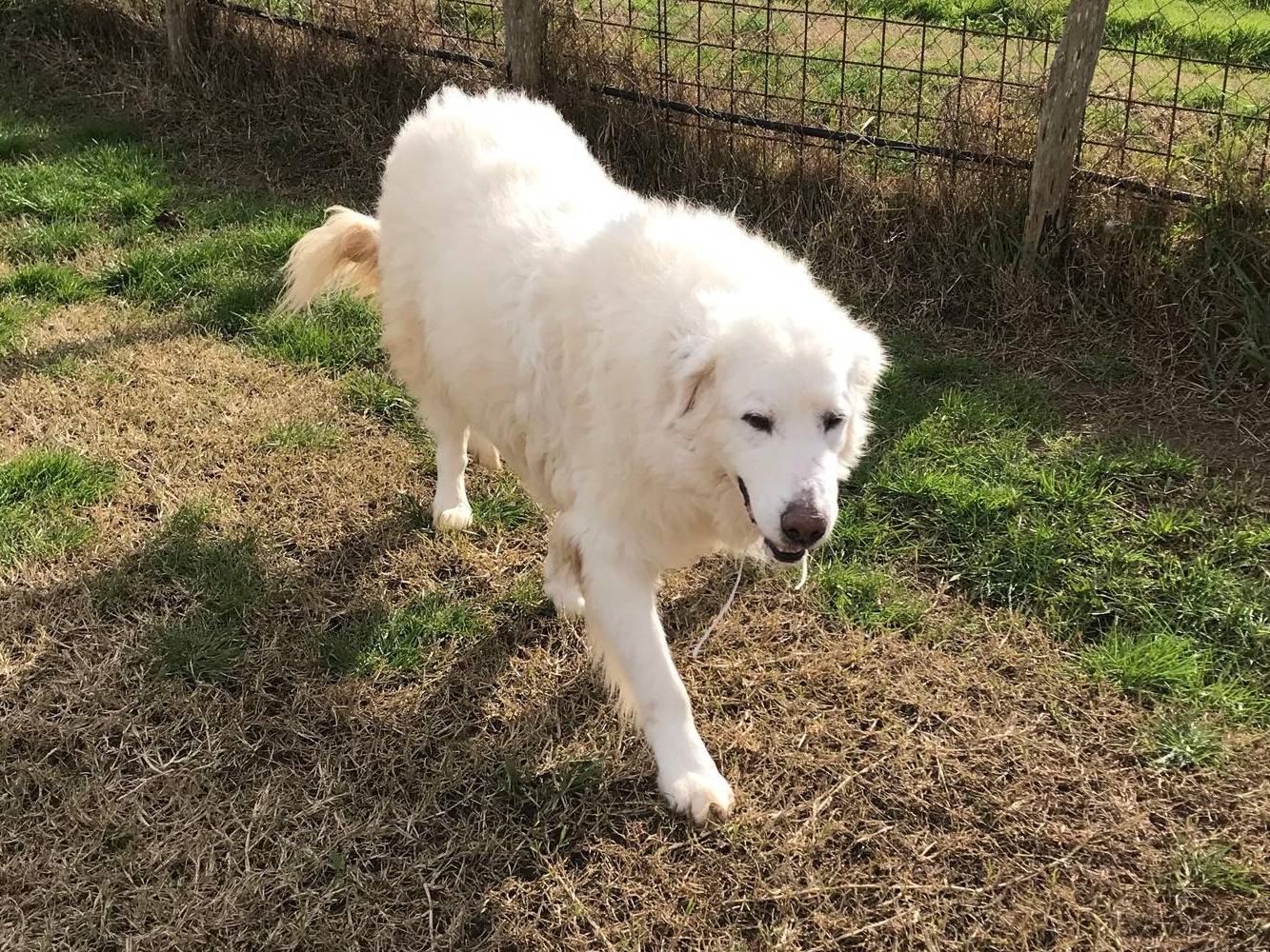 Adotta un cane, maschio, 12 anni  e 4 mesi , Latina
