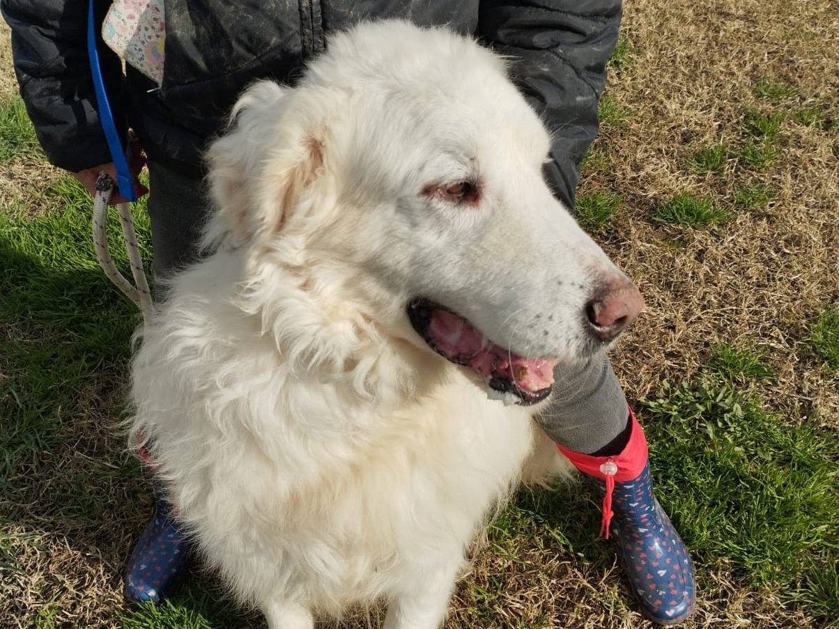 Adotta un cane, taglia grande, maschio, Latina