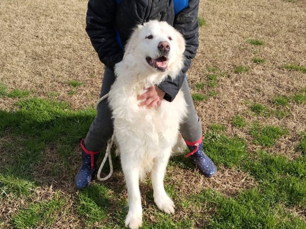 Vuoi adottare un cane a Latina?