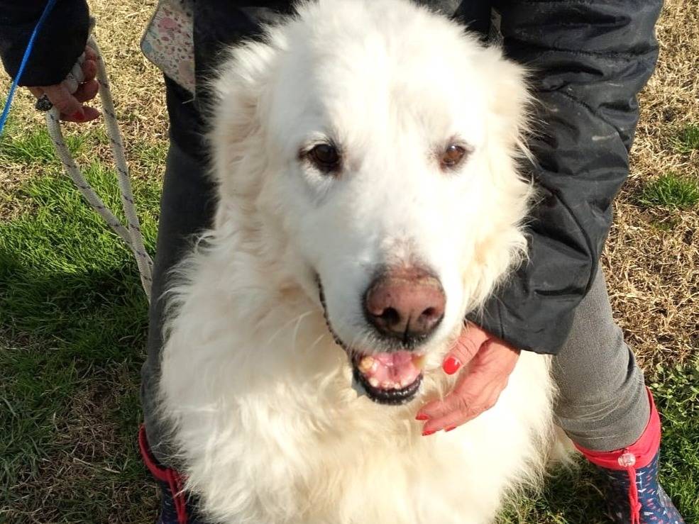 Adotta il cane RUSSEL a Latina