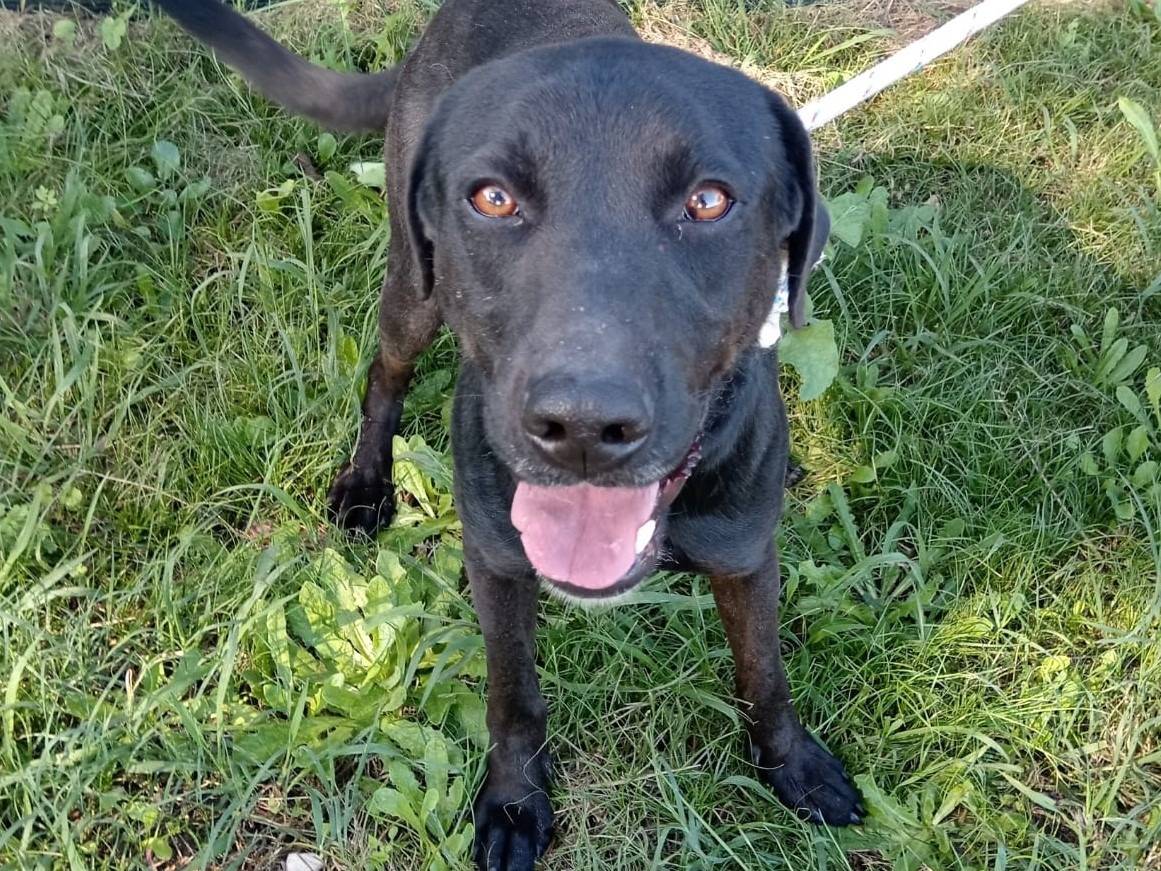 Adozione cane, maschio, Golden Retriever Razza sconosciuta, 2 anni  e 2 mesi , taglia media, Latina