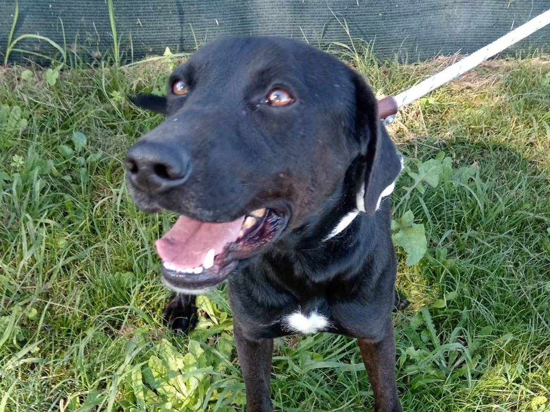 Adotta un cane, taglia media, maschio, Latina