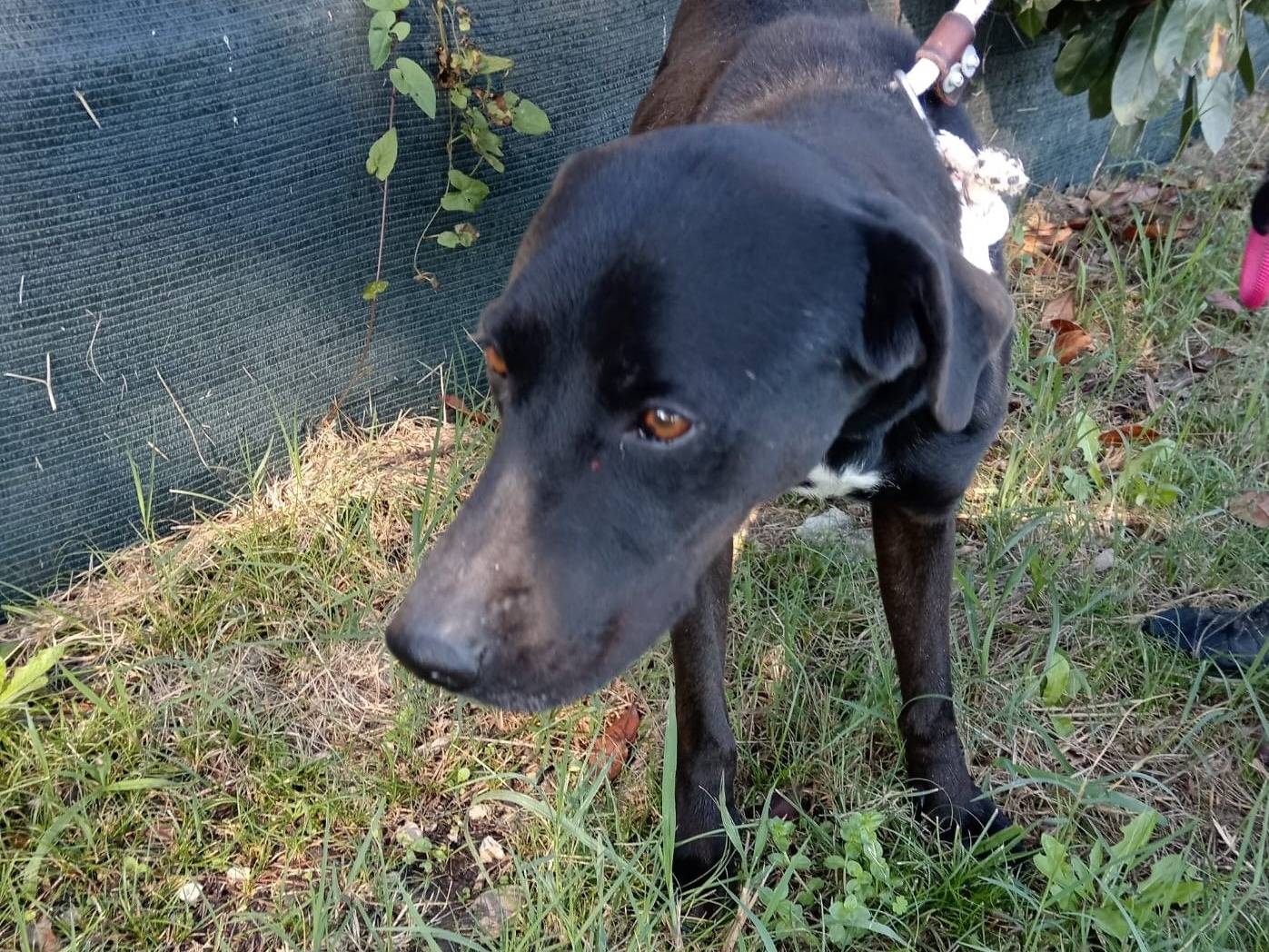Vuoi adottare un cane a Latina?