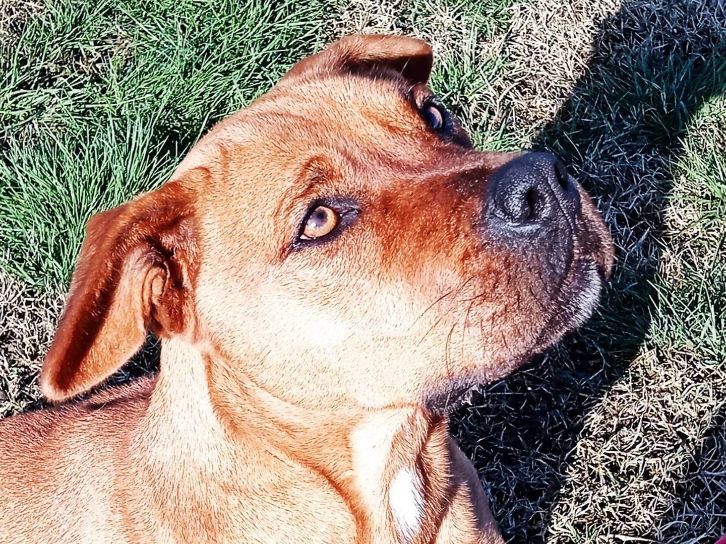 Foto 1 dell'animale