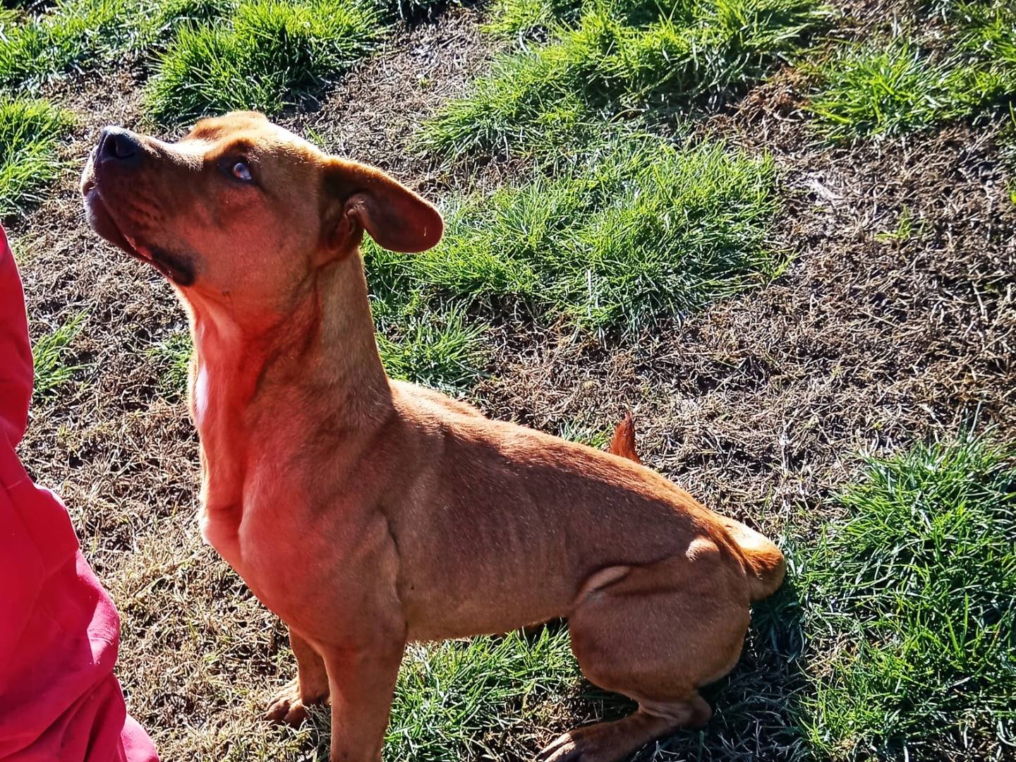 Adotta un cane, taglia media, femmina, Latina