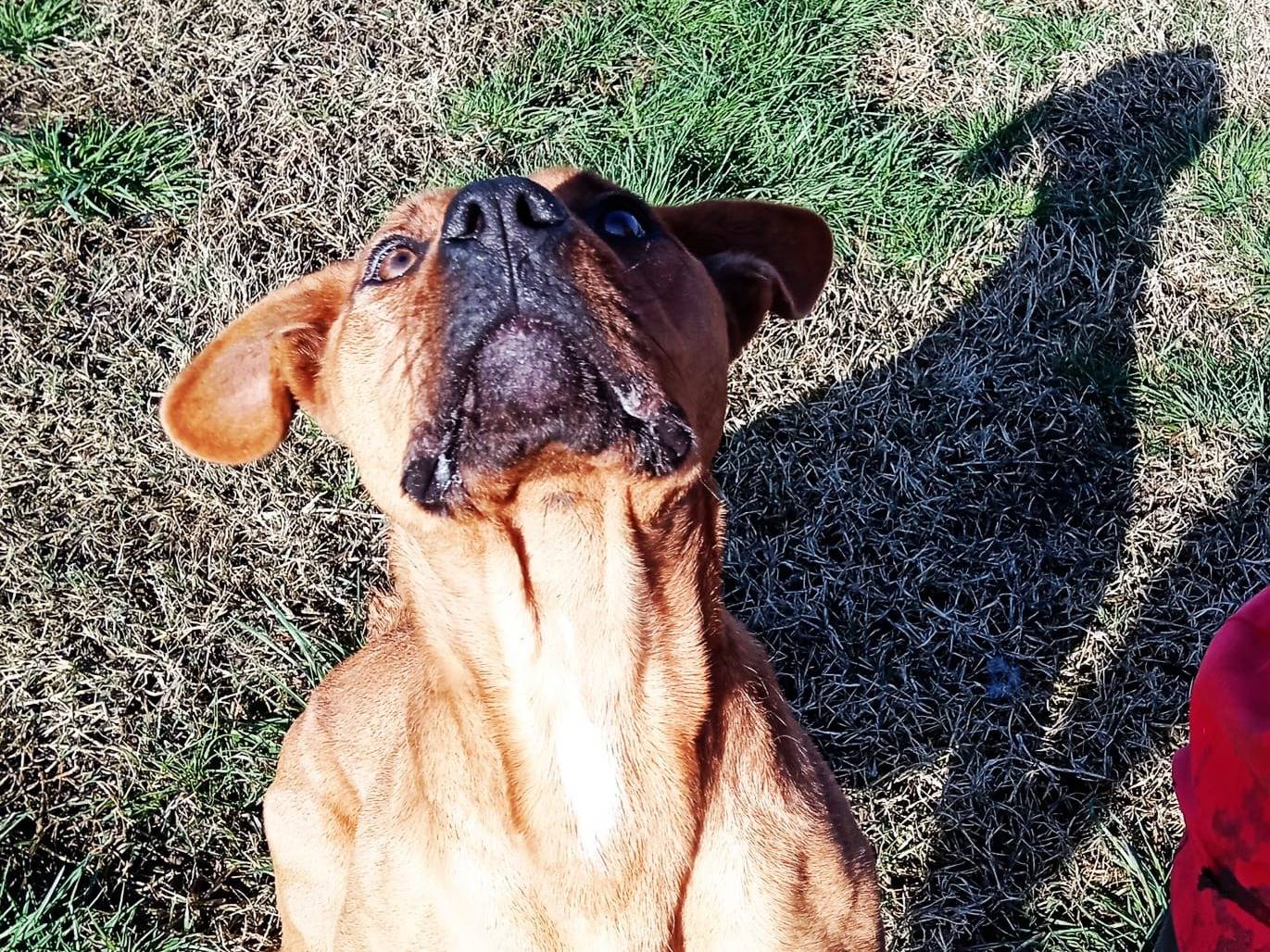 Adotta il cane LAYLA a Latina
